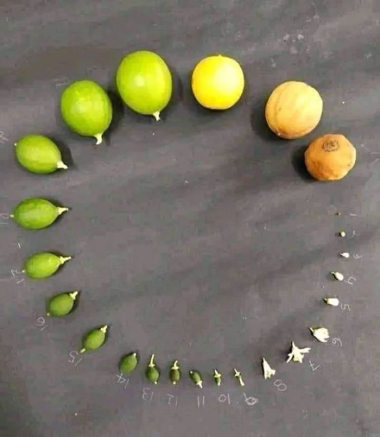 Картинка 9